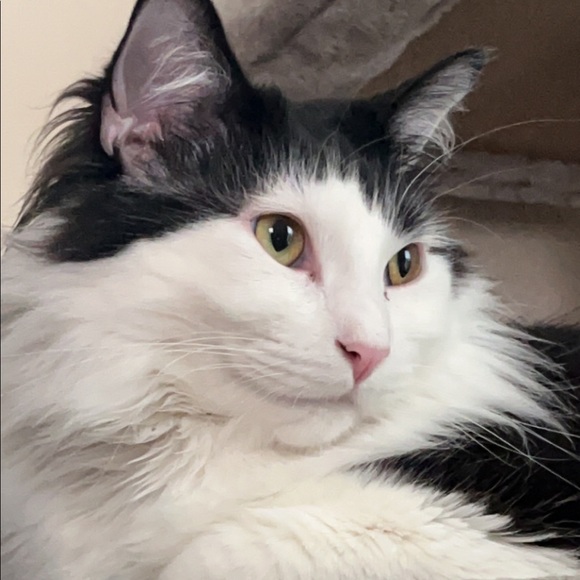 Meet your Posher, Taylor - Picture 2 of 3